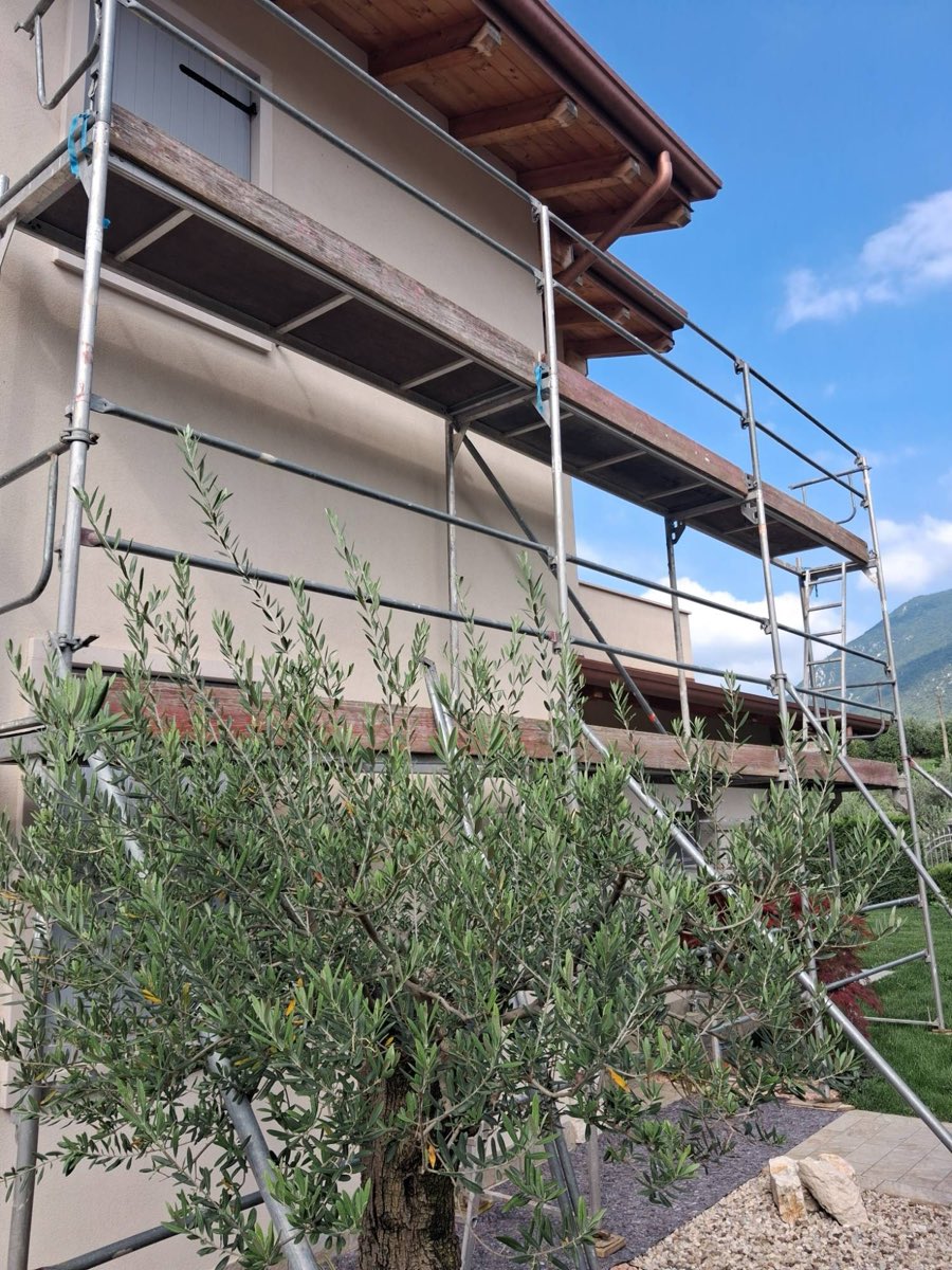 Gerüst an einer frisch gestrichenen Hausfassade, davor ein Olivenbaum